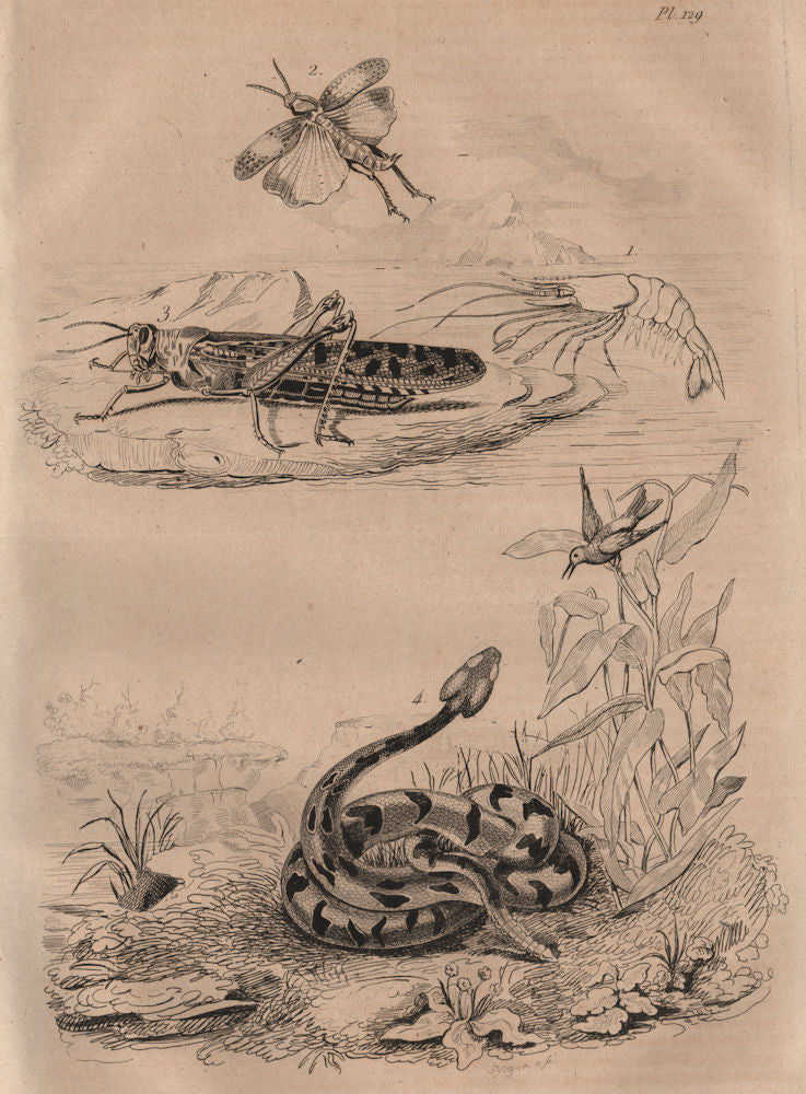 ANIMALS. Crevette (Shrimp). Criquet (Locust). Crotale (Rattlesnake) 1834 print